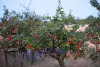 Apples in the orchard