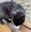 THis Hebden cat waits for visitors to leave their little pots of cream
