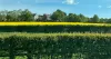 Quick shot of rapeseed field from the car