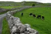 Curious cows behind a stone wall