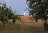 Moonrise through the orchard