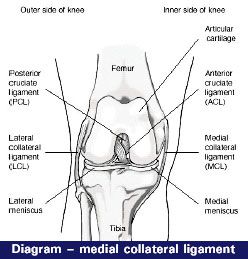 medial collateral ligament