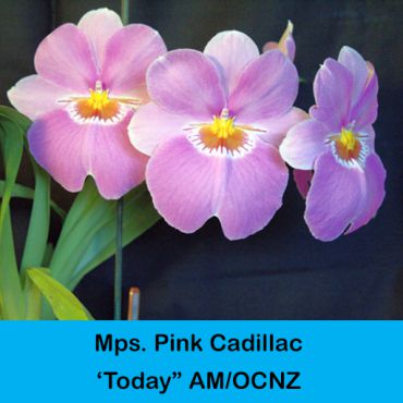 Miltoniopsis Pink Cadillac, 'Today' AM/OCNZ