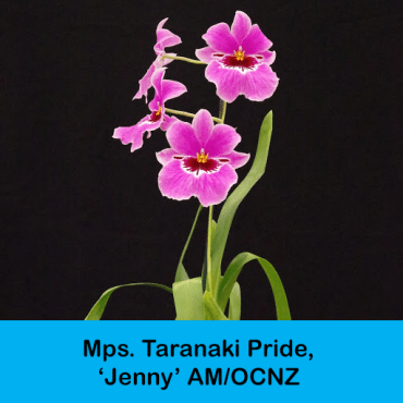 Miltoniopsis Taranaki Pride, 'Jenny' AM/OCNZ