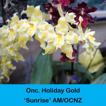Oncidium Holiday Gold, 'Sunrise' AM/ocns