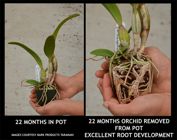 Kiwi Orchid Bark - excellent root development after 22 months