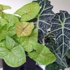 Plants growing in Bio Leaf Premium Aroid & Hoya Potting Mix