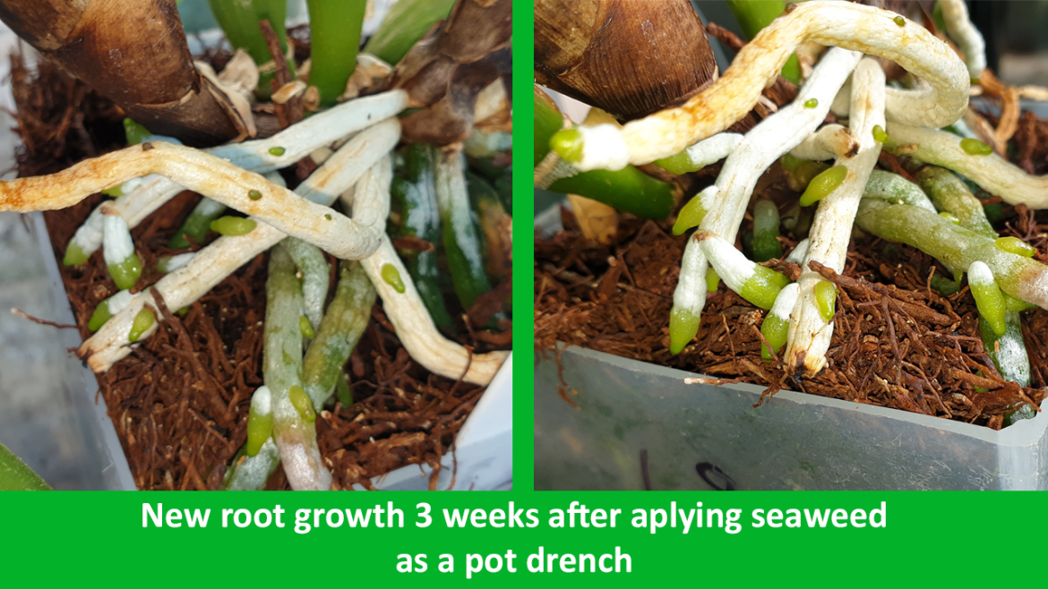 Root growth after applying seaweed