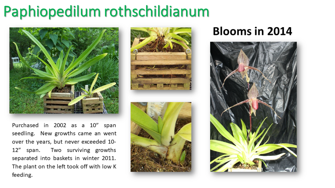 Paphiopedilum rothschildianum,Bio Leaf Plant Nutrients, Auckland, New Zealand