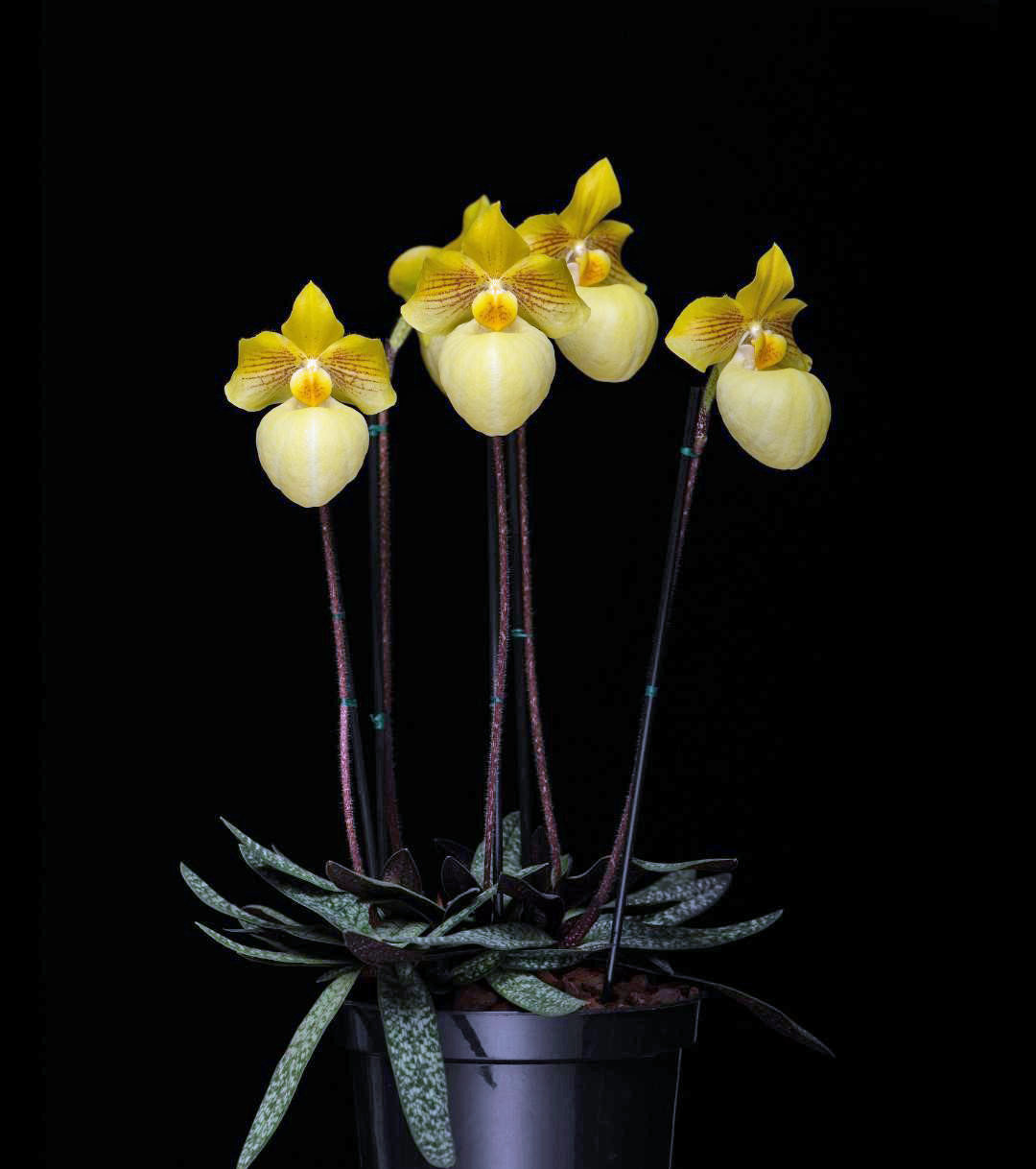 Paphiopedilum Fumi's Delight grown by Malcolm Moodie, RHS Certificate of Cultural Commendation