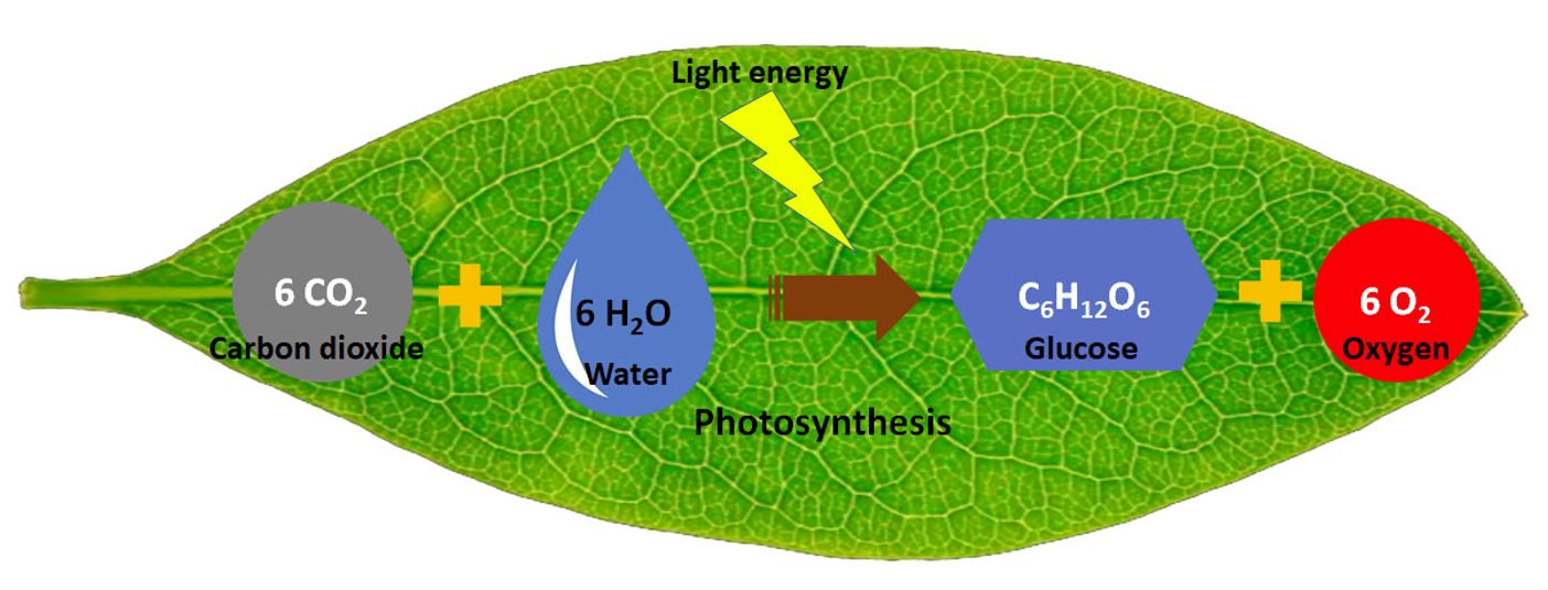 Photosynthesis. The bio chemical process plants use to manufacture glucose and oxygen.