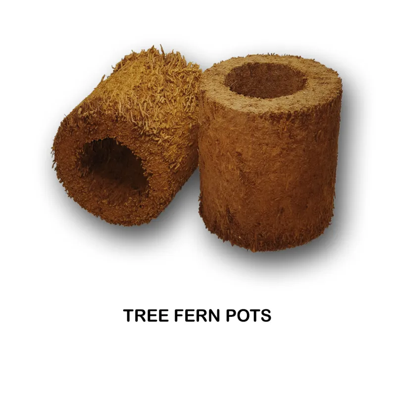 Fernwood Tree Fern Pots