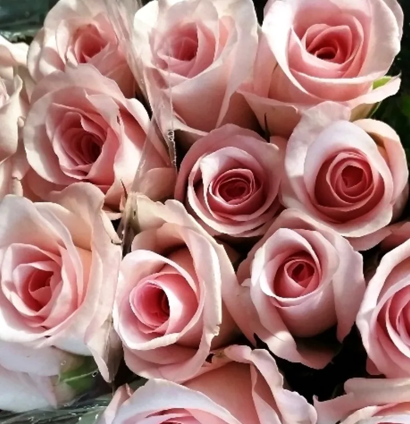 Sweet Akito - pale baby pink