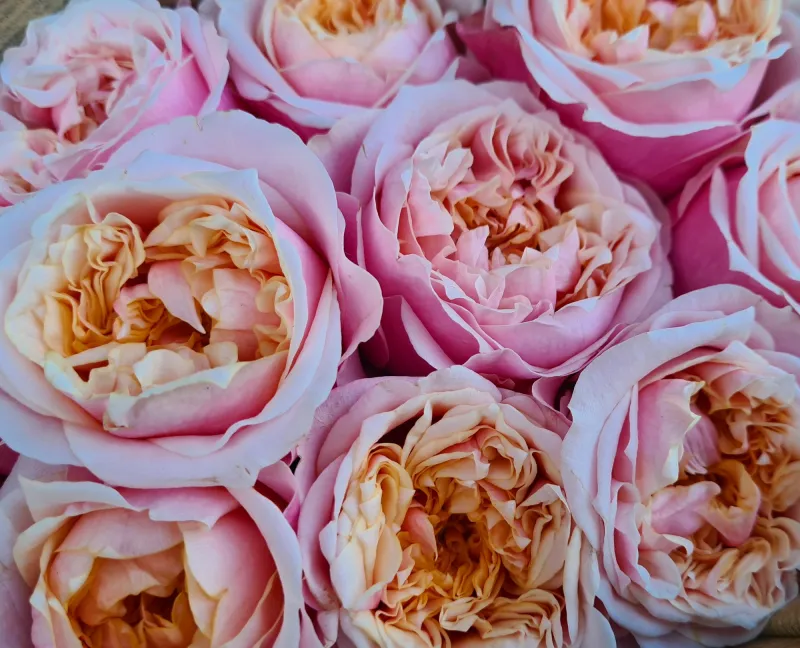 Garden Rose Northern Lights