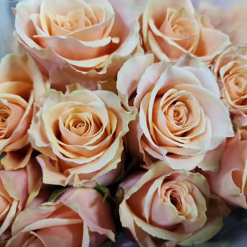 Primavera - palest peach