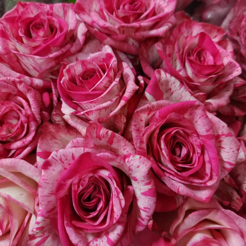 Baracuda - two tone pink and white striped