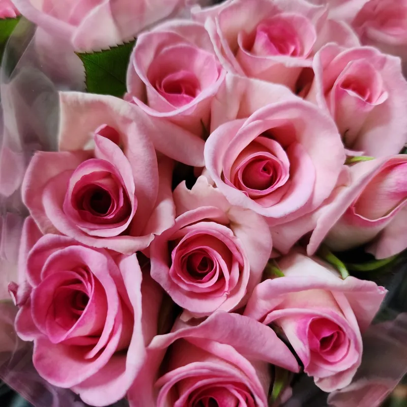 Maaike - Beautiful pale pink, with darker pink centres