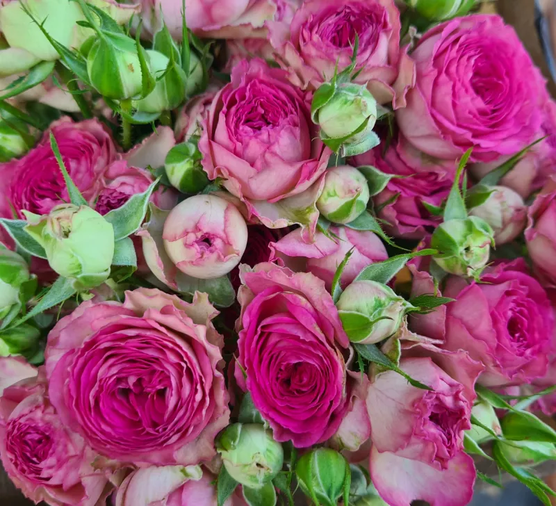 Spray Rose Jolly Trendsetter