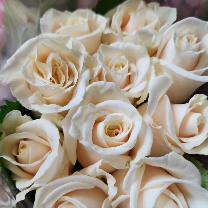 Rose Vendella - pure cream