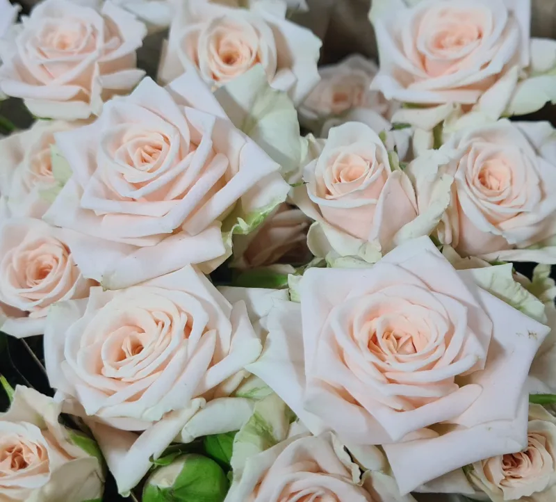 Spray Rose Royal Porcelain