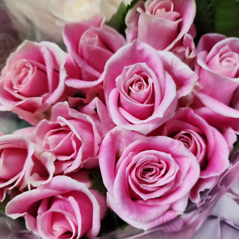 Rose Rosita Vendella - candy pink tipped with white