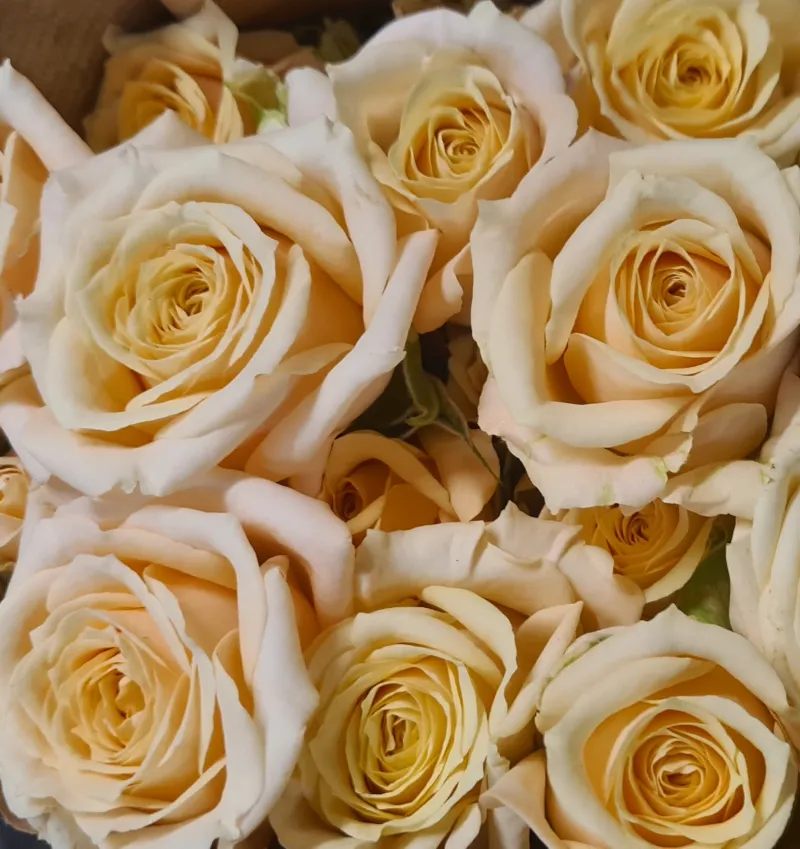 Spray Rose Sahara Sensation