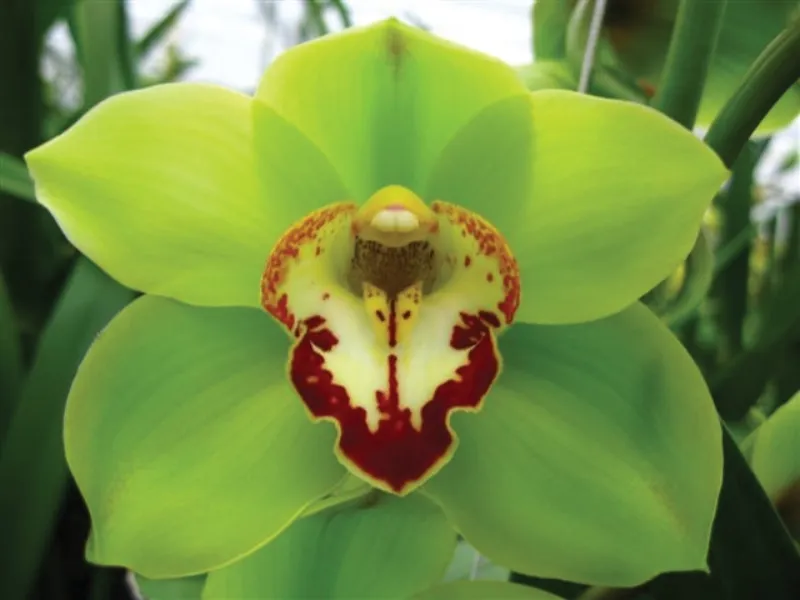 Cymbidium Green w Red Lip