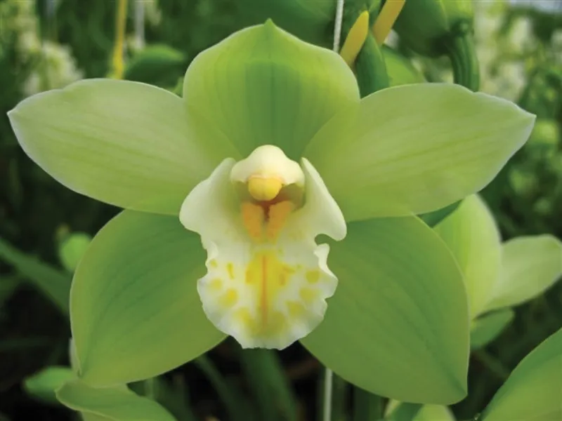 Cymbidium Green w White Lip