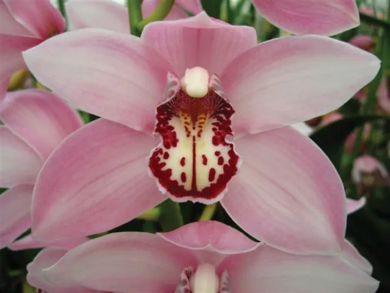 Cymbidium Pink
