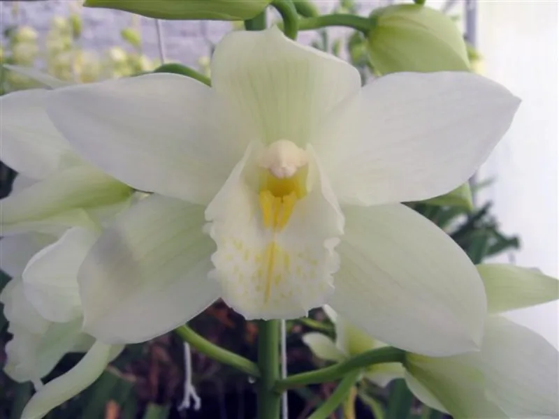 Cymbidium Pure White