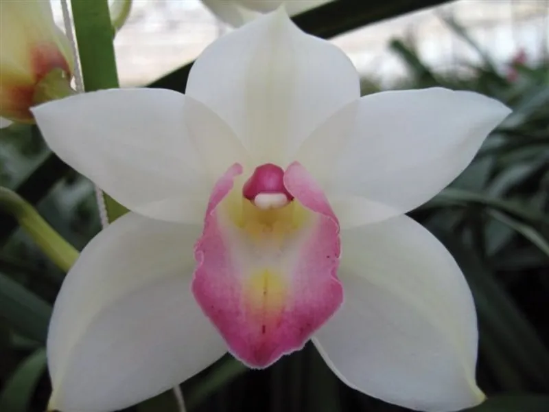 Cymbidium White w Pink Lip