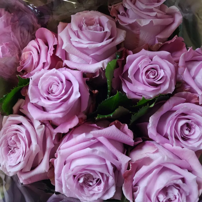 Martim - large headed lilac mauve