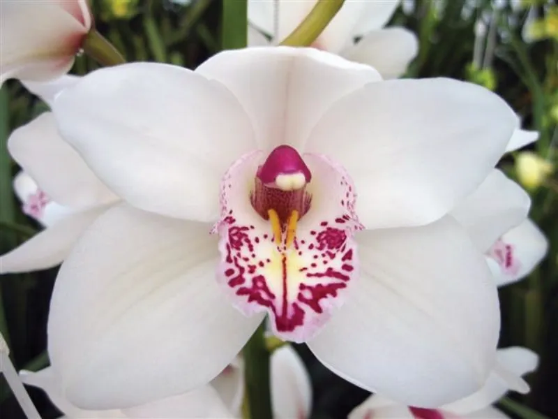 Cymbidium White w Spotted Lip
