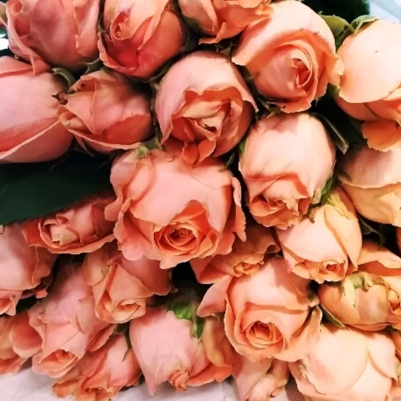 Louie - warm pinky peach - very large, full cupped blooms.