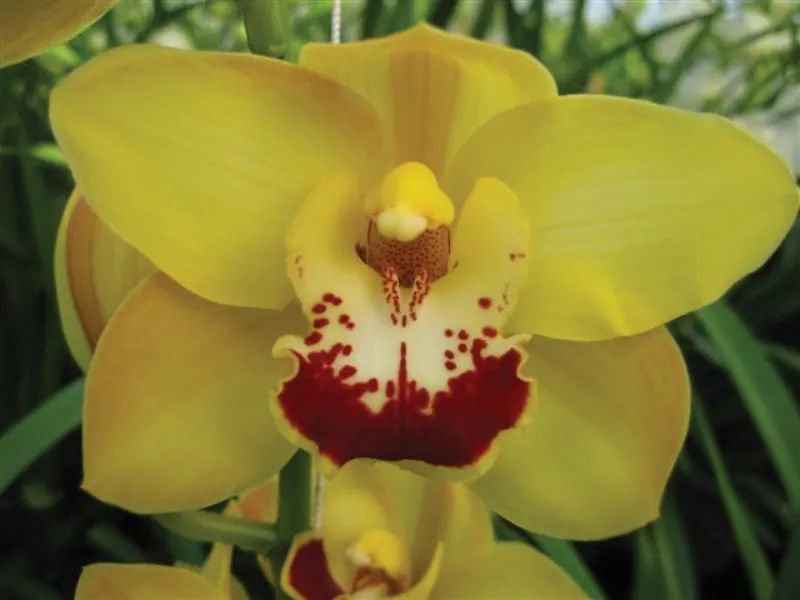 Cymbidium Yellow