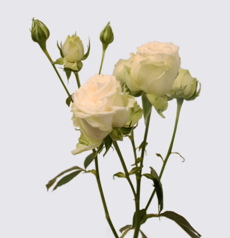 White Bubbles - white garden spray rose