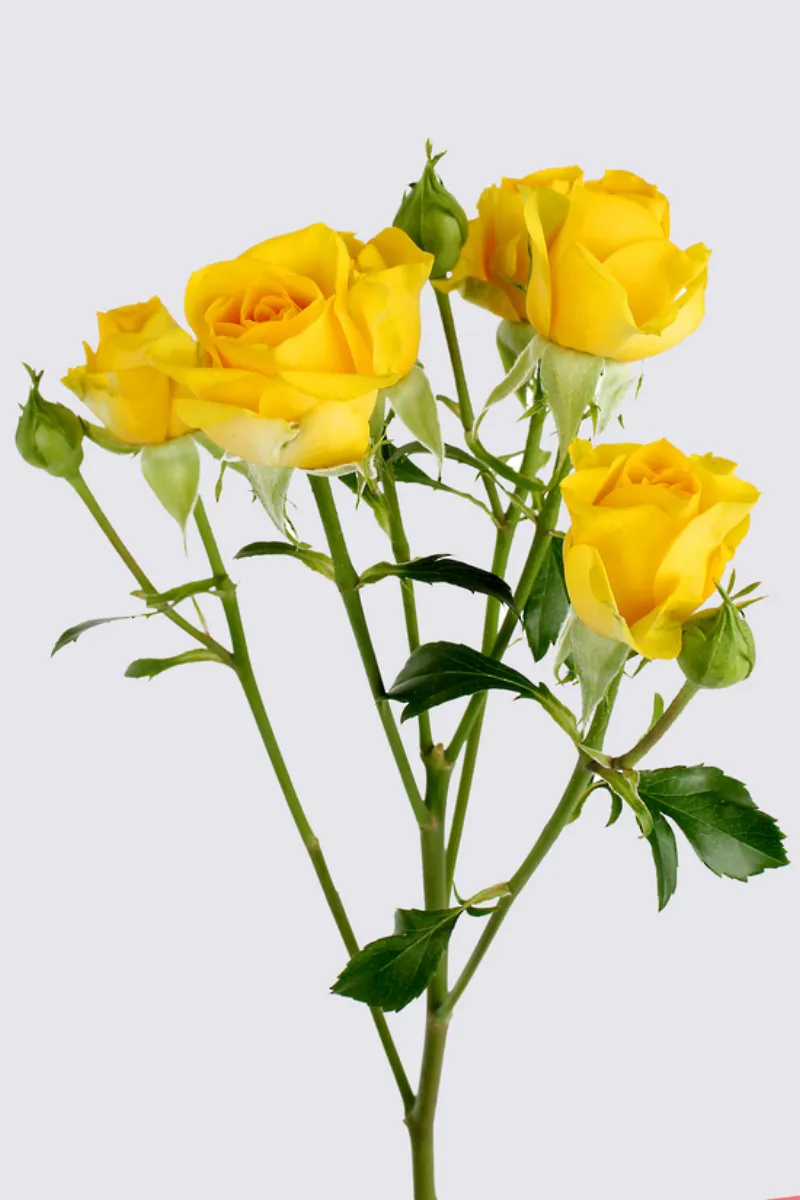 Spray Rose - Goldilocks bright yellow