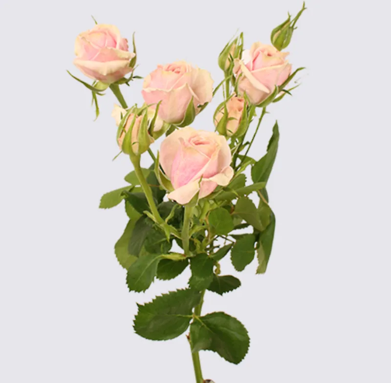 Spray Rose Sweet Porcelina -pale pink