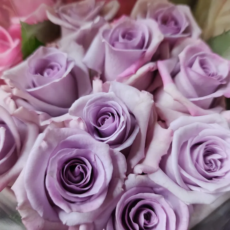 Ocean Song - pale tea lilac