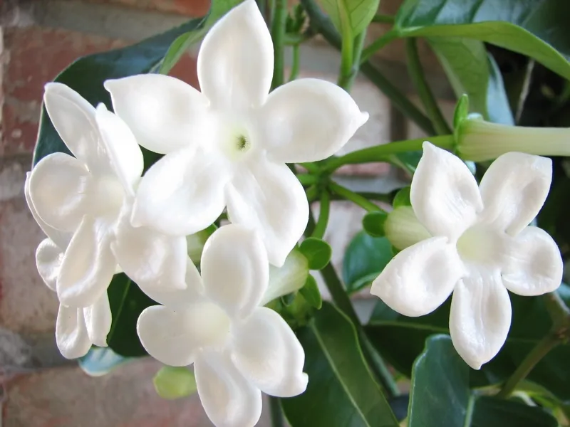 Stephanotis Flowers
