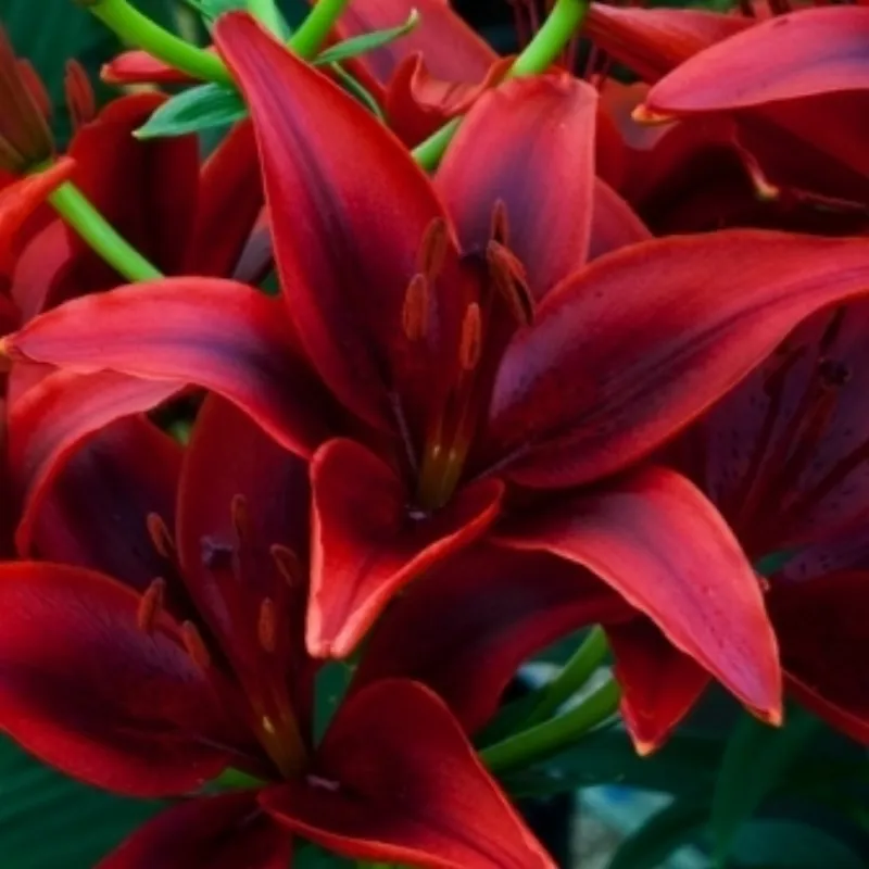 Asiatic Lily Dark Red