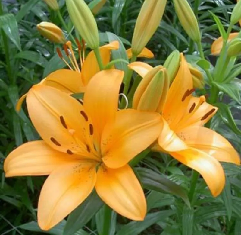 Asiatic Lily Apricot