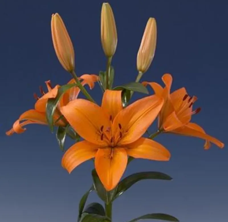 Asiatic Lily Orange