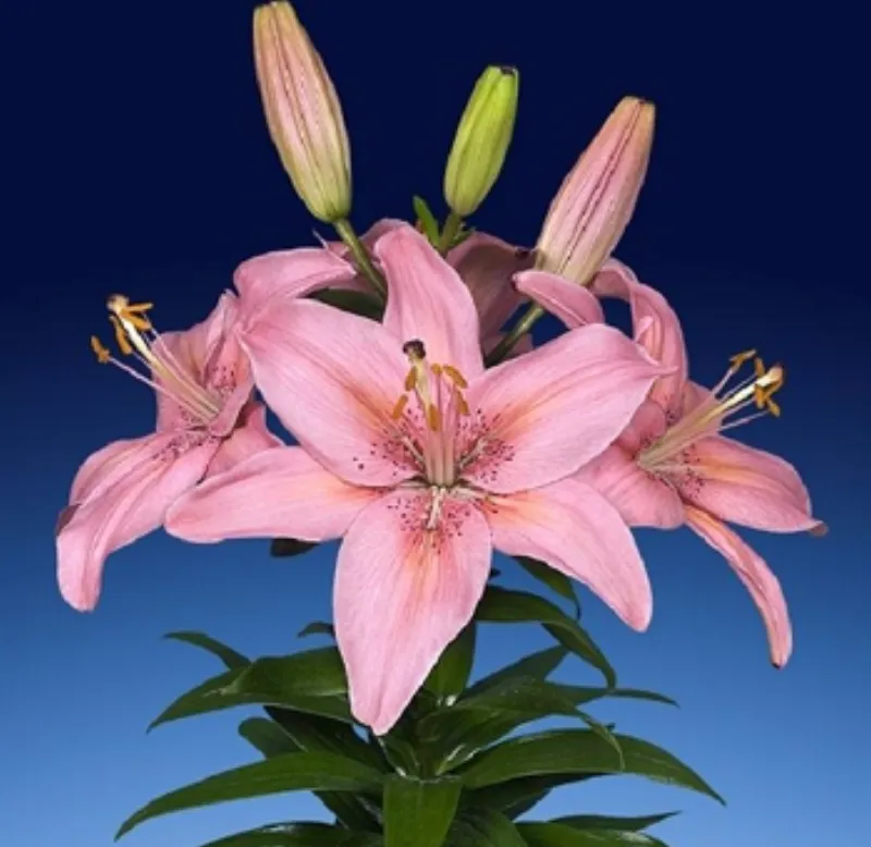 Asiatic Lily Pink