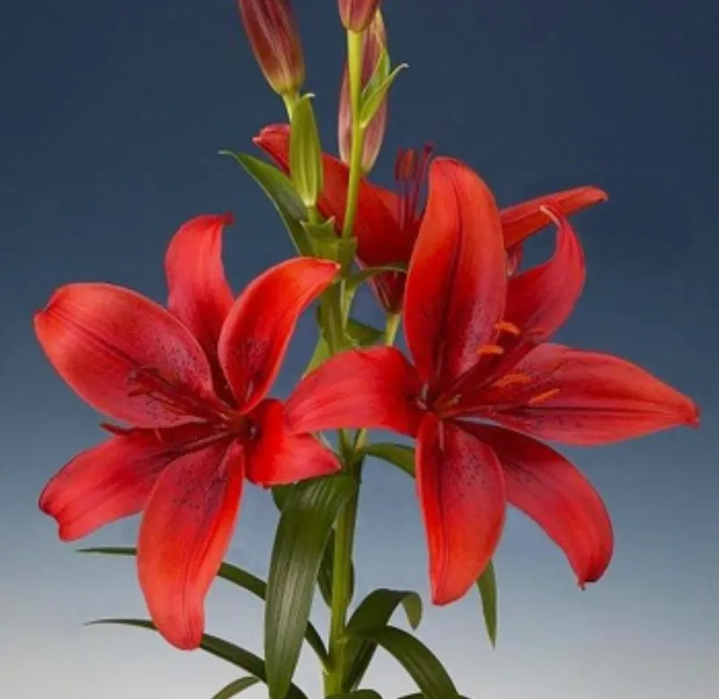 Asiatic Lily Red