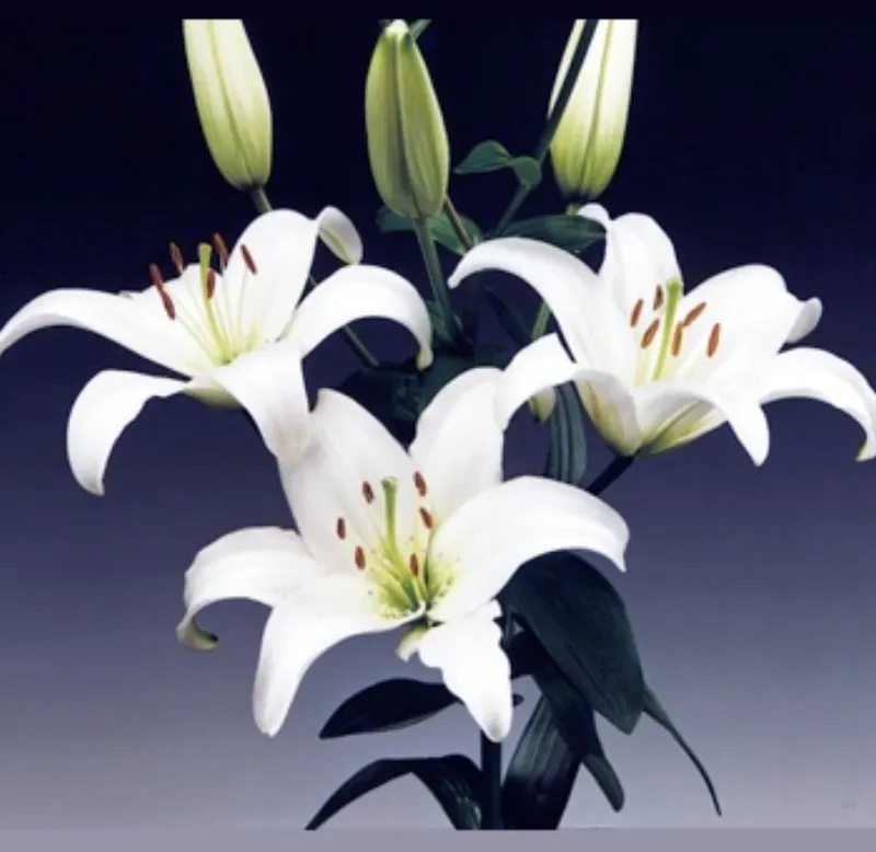 Asiatic Lily White