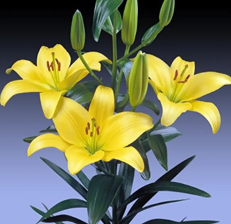 Asiatic Lily Yellow