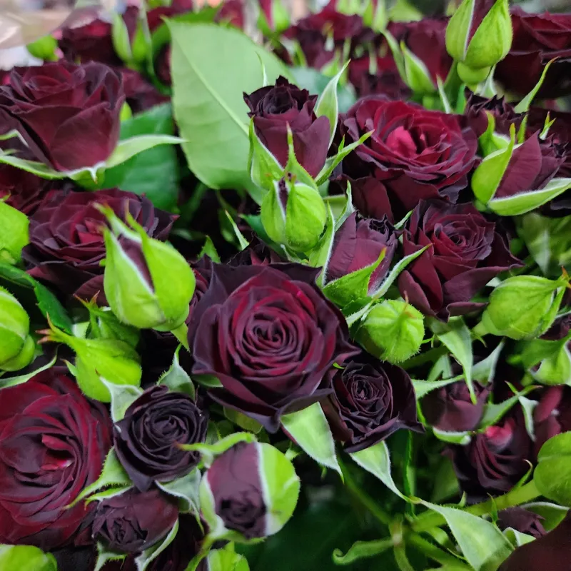 Bordeaux Mikado - Spray - deep burgundy