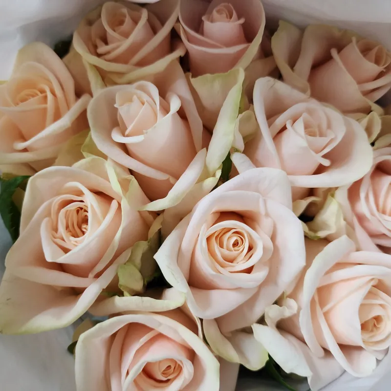Rose Wedding - creamy apricot with green flushes