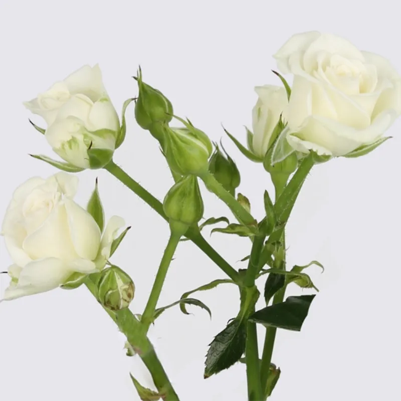 Spray Rose Maria - white